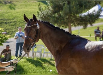 Hanoverian, Stallion, 1 year, 16.2 hh, Bay-Dark