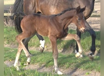 Hanoverian, Stallion, 1 year, 16.2 hh, Bay-Dark