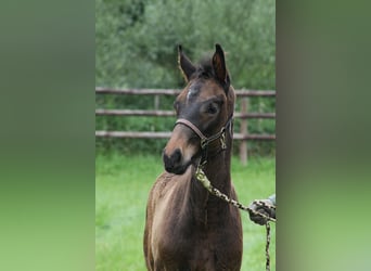 Hanoverian, Stallion, 1 year, 16.2 hh, Bay-Dark