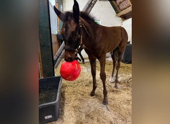 Hanoverian, Stallion, 1 year, 16.2 hh, Bay-Dark