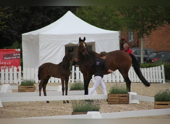 Hanoverian, Stallion, 1 year, 16.2 hh, Bay-Dark
