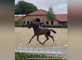 Hanoverian, Stallion, 1 year, 16.2 hh, Bay-Dark