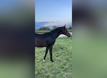 Hanoverian, Stallion, 1 year, 16,2 hh, Bay-Dark