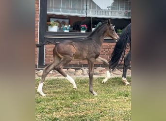 Hanoverian, Stallion, 1 year, 16.2 hh, Bay-Dark