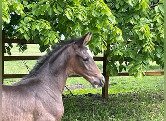 Hanoverian, Stallion, 1 year, 16.2 hh, Bay-Dark