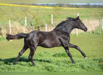 Hanoverian, Stallion, 1 year, 16.2 hh, Black