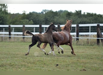 Hanoverian, Stallion, 1 year, 16.2 hh, Black