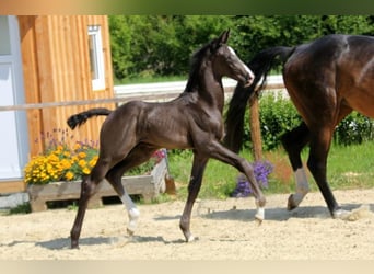 Hanoverian, Stallion, 1 year, 16.2 hh, Black