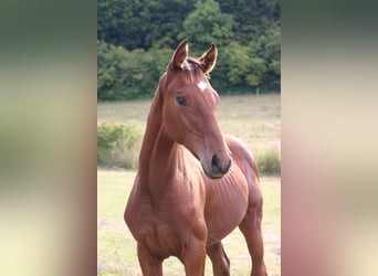 Hanoverian, Stallion, 1 year, 16.2 hh, Brown
