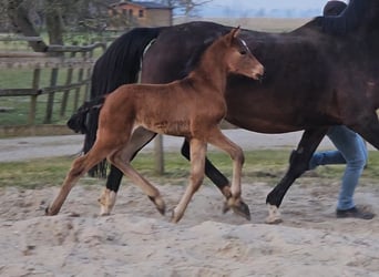 Hanoverian, Stallion, 1 year, 16.2 hh, Brown