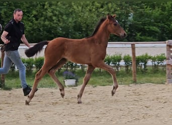 Hanoverian, Stallion, 1 year, 16.2 hh, Brown