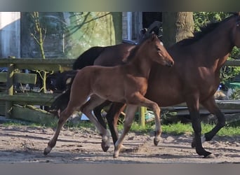 Hanoverian, Stallion, 1 year, 16.2 hh, Brown