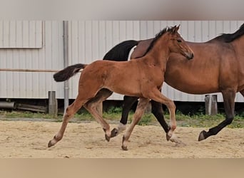 Hanoverian, Stallion, 1 year, 16.2 hh, Brown