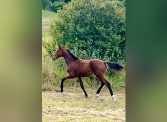 Hanoverian, Stallion, 1 year, 16.2 hh, Brown