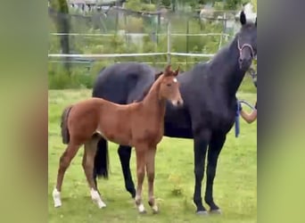 Hanoverian, Stallion, 1 year, 16.2 hh, Brown