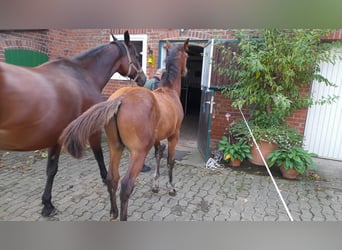 Hanoverian, Stallion, 1 year, 16,2 hh, Brown