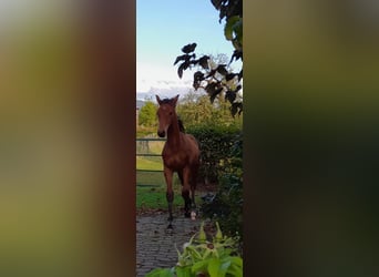 Hanoverian, Stallion, 1 year, 16,2 hh, Brown