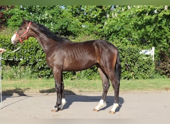 Hanoverian, Stallion, 1 year, 16.2 hh, Brown