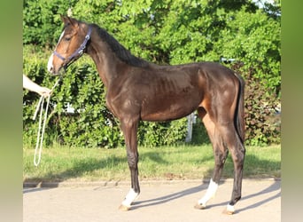 Hanoverian, Stallion, 1 year, 16.2 hh, Brown