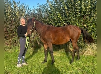 Hanoverian, Stallion, 1 year, 16,2 hh, Brown