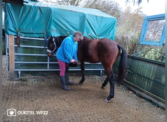 Hanoverian, Stallion, 1 year, 16,2 hh, Brown