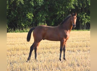 Hanoverian, Stallion, 1 year, 16,2 hh, Brown