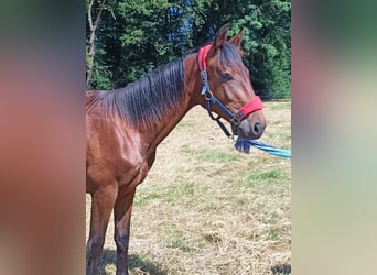 Hanoverian, Stallion, 1 year, 16,2 hh, Brown