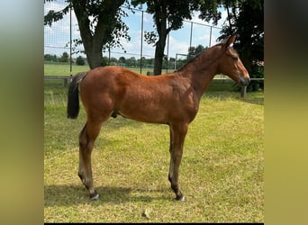 Hanoverian, Stallion, 1 year, 16,2 hh, Brown