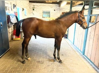 Hanoverian, Stallion, 1 year, 16,2 hh, Brown