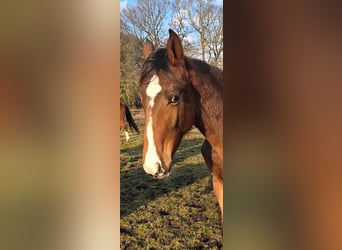 Hanoverian, Stallion, 1 year, 16.2 hh, Brown