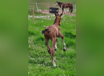 Hanoverian, Stallion, 1 year, 16.2 hh, Brown