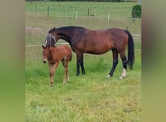 Hanoverian, Stallion, 1 year, 16.2 hh, Brown