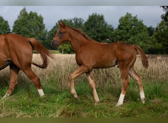 Hanoverian, Stallion, 1 year, 16.2 hh, Chestnut