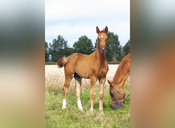 Hanoverian, Stallion, 1 year, 16.2 hh, Chestnut