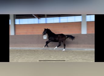 Hanoverian, Stallion, 1 year, 16.3 hh, Bay-Dark