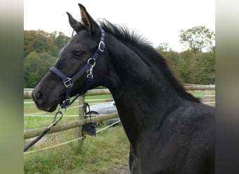 Hanoverian, Stallion, 1 year, 16,3 hh, Black