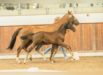 Hanoverian, Stallion, 1 year, 16.3 hh, Black