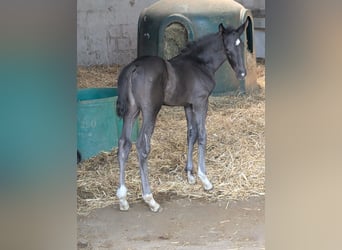Hanoverian, Stallion, 1 year, 16.3 hh, Black