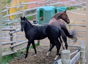 Hanoverian, Stallion, 1 year, 16.3 hh, Black
