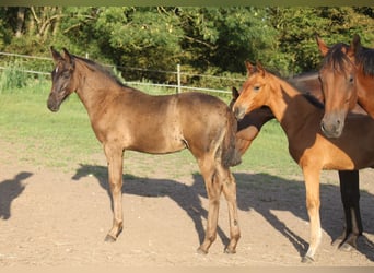 Hanoverian, Stallion, 1 year, 16.3 hh, Black