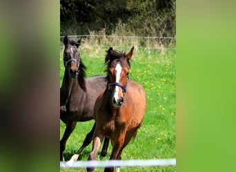 Hanoverian, Stallion, 1 year, 16.3 hh, Brown-Light