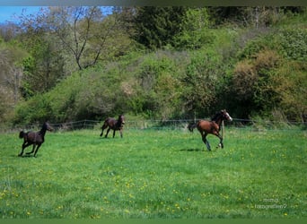 Hanoverian, Stallion, 1 year, 16.3 hh, Brown-Light