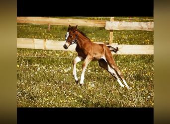 Hanoverian, Stallion, 1 year, 16.3 hh, Brown-Light