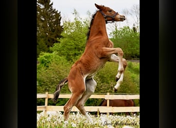 Hanoverian, Stallion, 1 year, 16.3 hh, Brown-Light