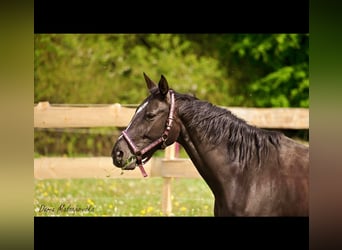 Hanoverian, Stallion, 1 year, 16.3 hh, Brown-Light