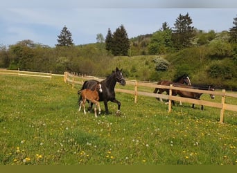 Hanoverian, Stallion, 1 year, 16.3 hh, Brown-Light