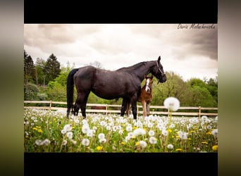 Hanoverian, Stallion, 1 year, 16.3 hh, Brown-Light