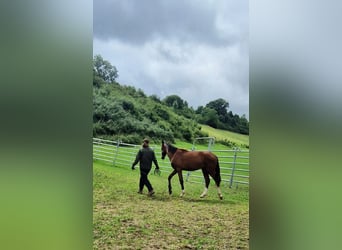 Hanoverian, Stallion, 1 year, 16.3 hh, Brown-Light