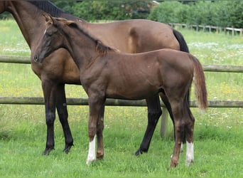 Hanoverian, Stallion, 1 year, 16.3 hh, Chestnut