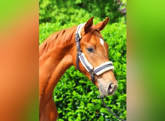 Hanoverian, Stallion, 1 year, 16,3 hh, Chestnut-Red